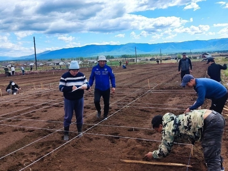 В Тувинском госуниверситете провели закладку полевых опытов