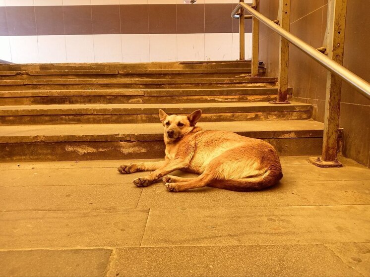 Бастрыкин заинтересовался нападением стаи собак на абаканку