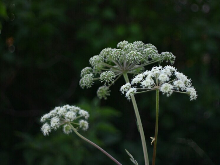 Инвазивные виды  нанесли мировой экономике ущерб более чем в $926 млрд