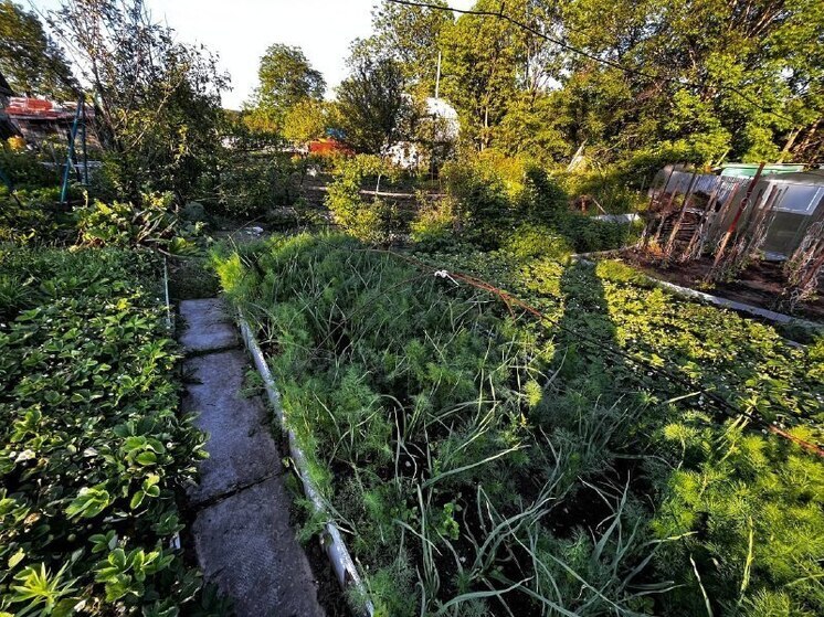 Садоводы и дачники в Хабаровском крае смогут задать вопрос сотрудникам Росреестра