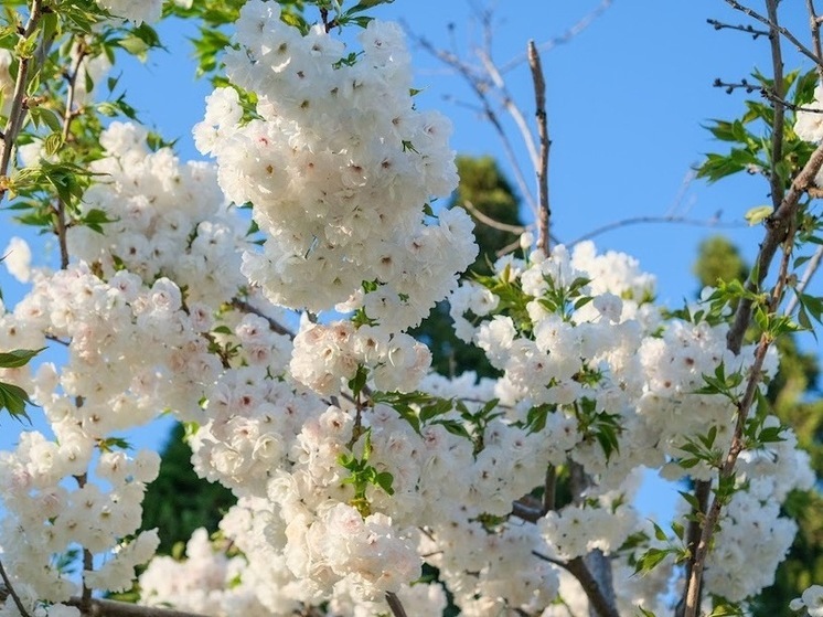 В Астраханской области 27 мая синоптики обещают пыльную бурю и до +28℃