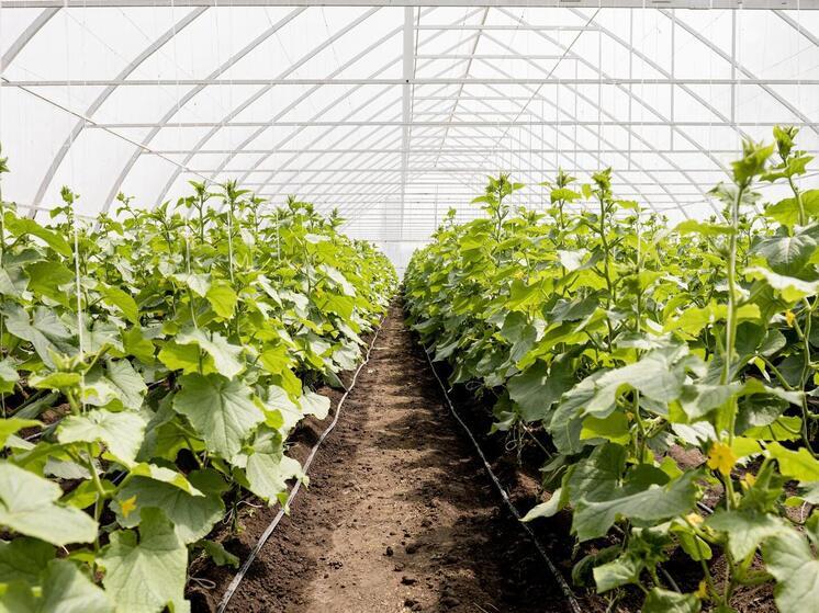 В Калуге успокоили собственников теплиц