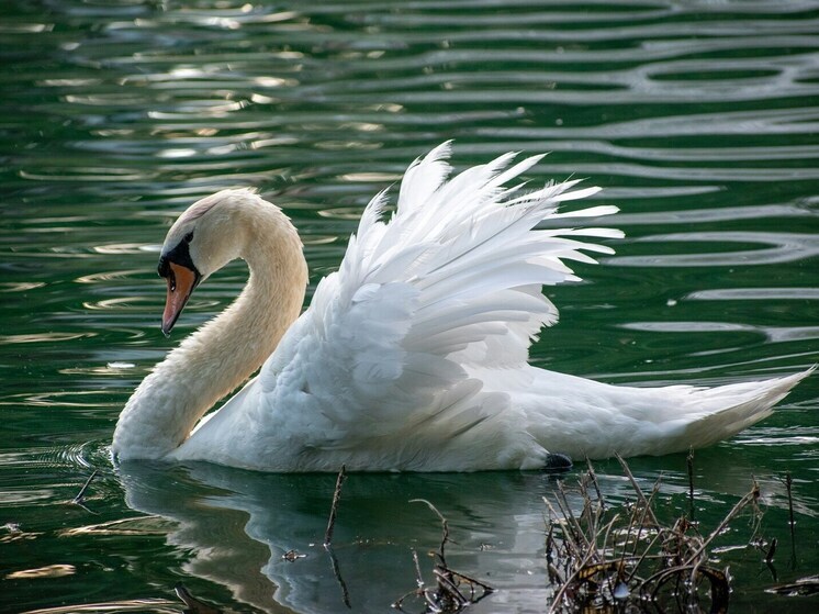 Решил проверить меткость: липчанин забавы ради застрелил лебедя