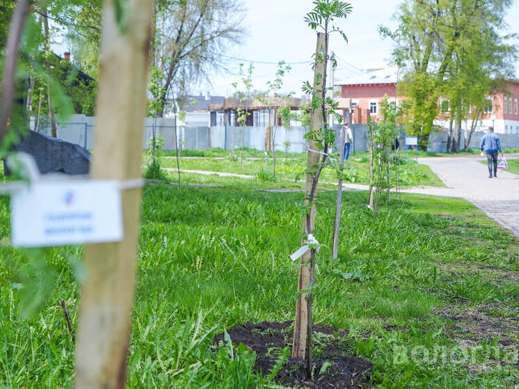 На улицах Вологды уже высадили около 120 деревьев