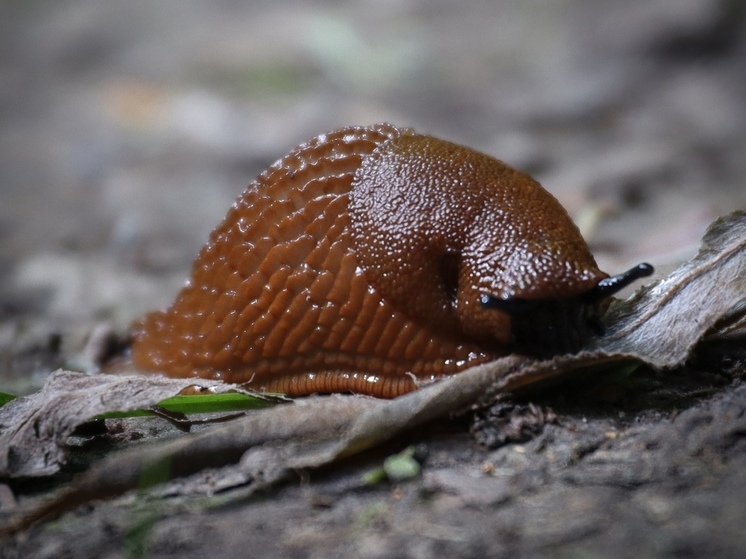 Биолог Марьинский: в июне Москву могут заполонить гигантские слизни