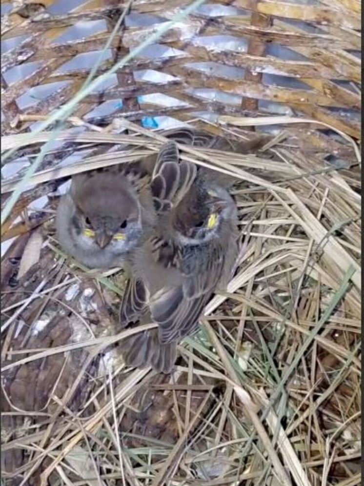 Калужанам показали детей Феникса