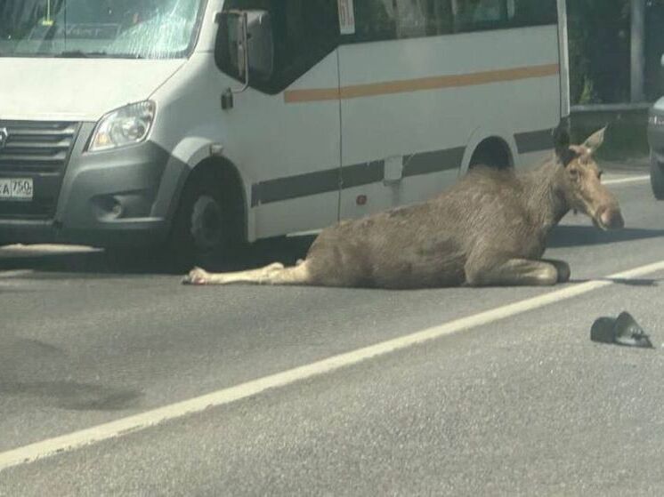 Лось попал под колеса на Егорьевском шоссе в Раменском округе