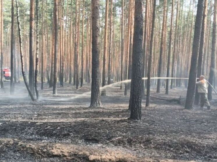 Три лесных пожара потушили в Подмосковье за минувшие сутки