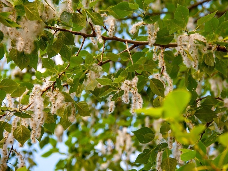 Директор «Аптекарского огорода» Чуб: тополиный пух полетит в первых числах июня