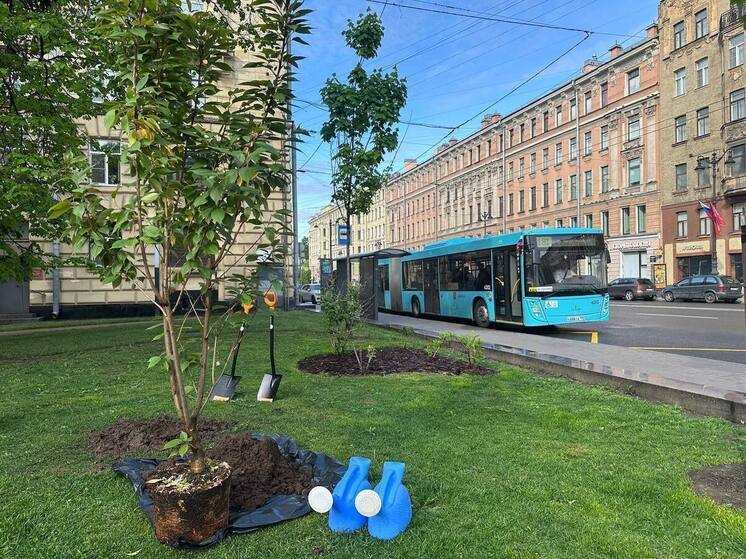 В сквере финансистов Петербурга появилась аллея сакуры