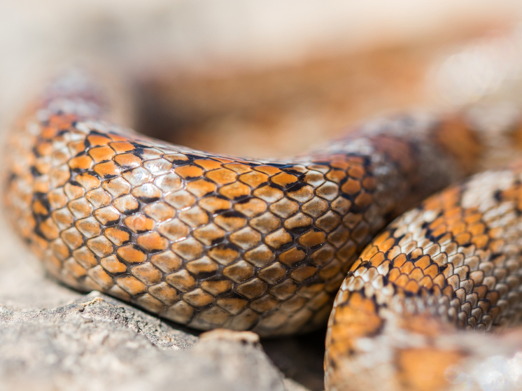 В Томске продают королевскую змею с сердцем на голове за 10 тысяч