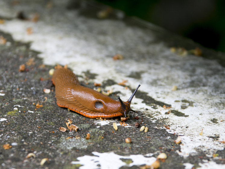 Агроном Викулов: огурцы и кабачки могут сильно пострадать от испанских слизней