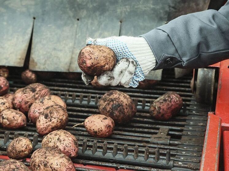 Губернатор Калининградской области запретил вывоз картофеля из региона