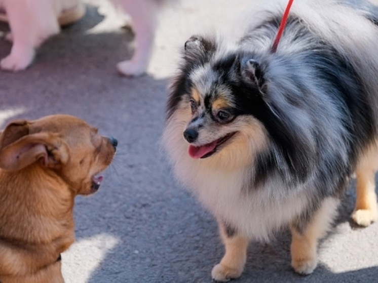 Волгоградцам рассказали, какие три главных страха мешают завести собаку