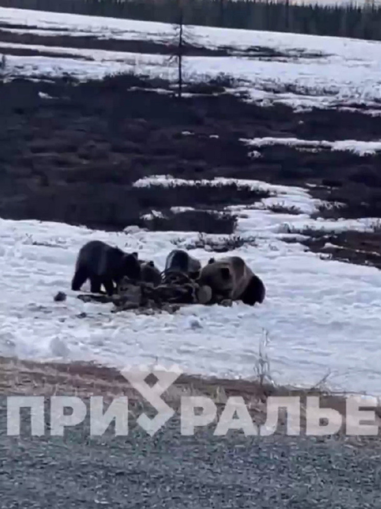 Привлекающие медведей трупы оленей убрали от дороги в Аксарке
