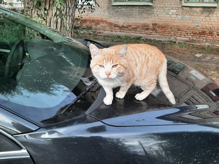 В Саратове и Энгельсе бесплатно вакцинируют кошек и собак