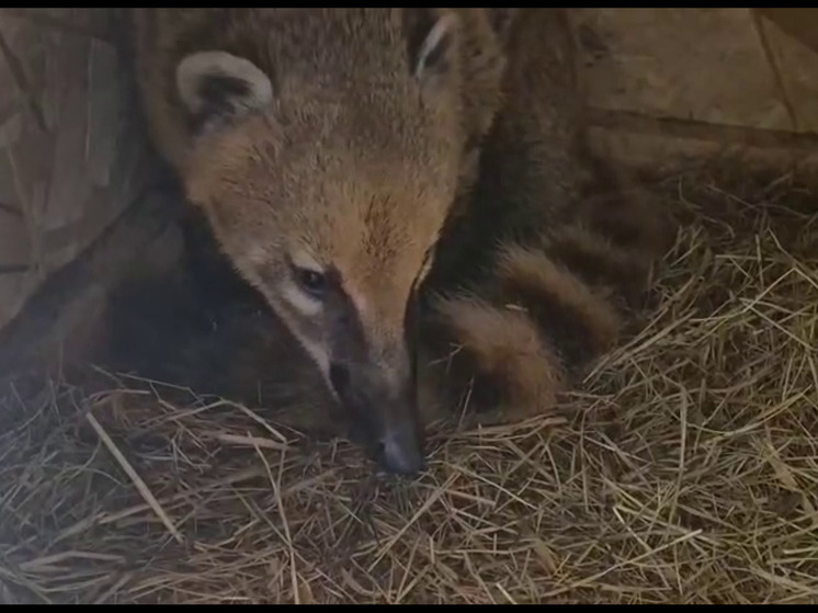 В Сочи краснокнижная носуха Липа стала мамой