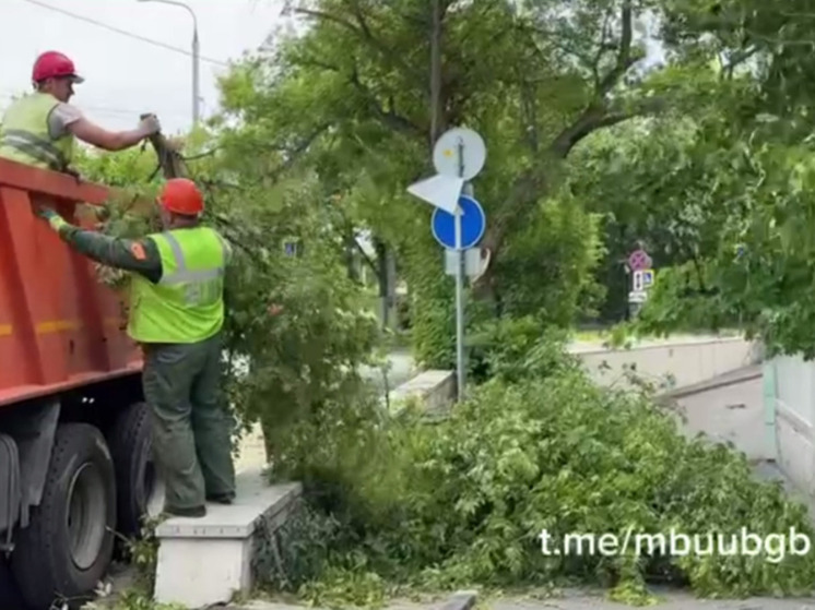 В Белгороде коммунальщики устраняют последствия сильного ветра