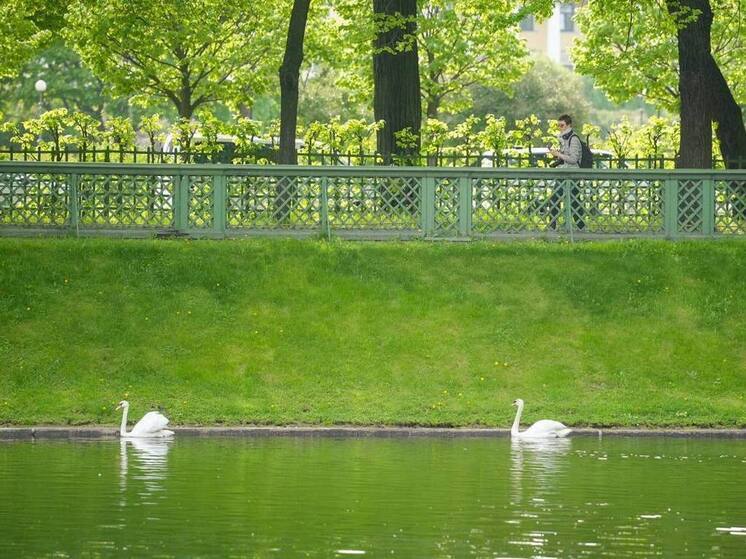 В День рождения Петербурга лебеди Елисей и Любава вернулись в Летний сад