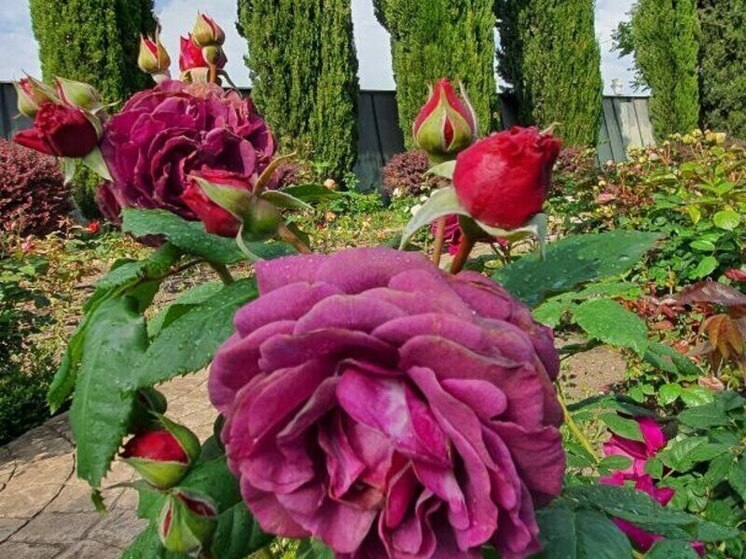 В сочинском парке цветет свыше 6000 кустов роз