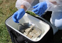 В Чувашию поступила партия из 26 тысяч доз вакцины для диких плотоядных животных
