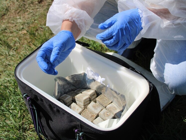 Ветеринары провели иммунизацию диких плотоядных животных от бешенства