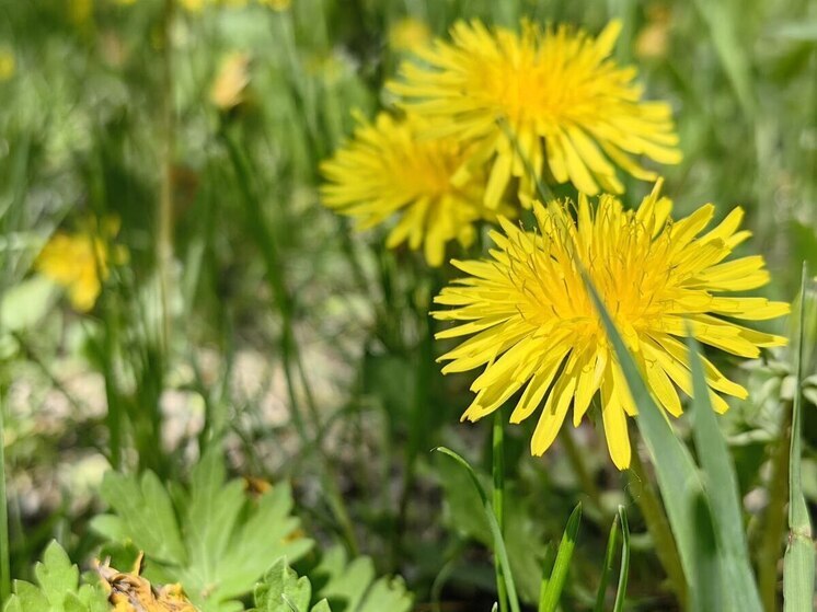 В Приморье 28 мая солнце и туманы