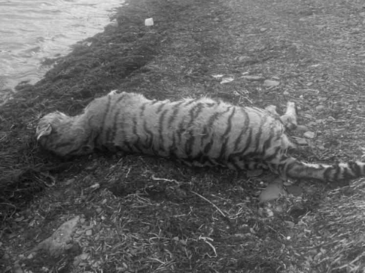 В Приморье на пляже обнаружили труп тигра