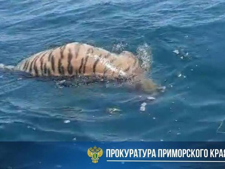 Прокуратура взяла под контроль расследование гибели амурского тигра, найденного в море в Приморье