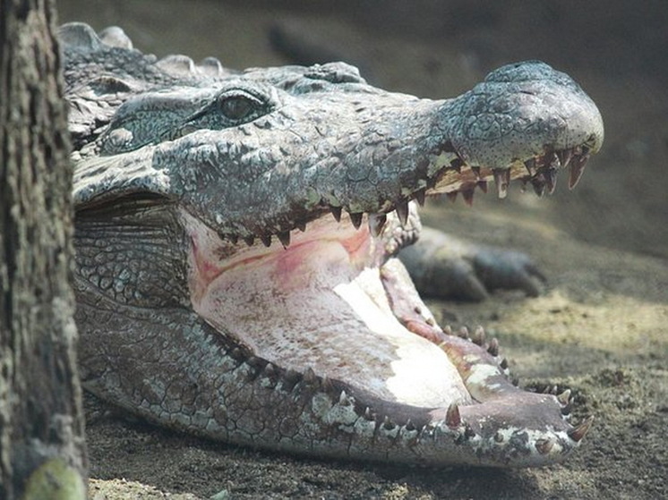 В США мужчину с ножницами застрелили после того, как он спасся от аллигатора