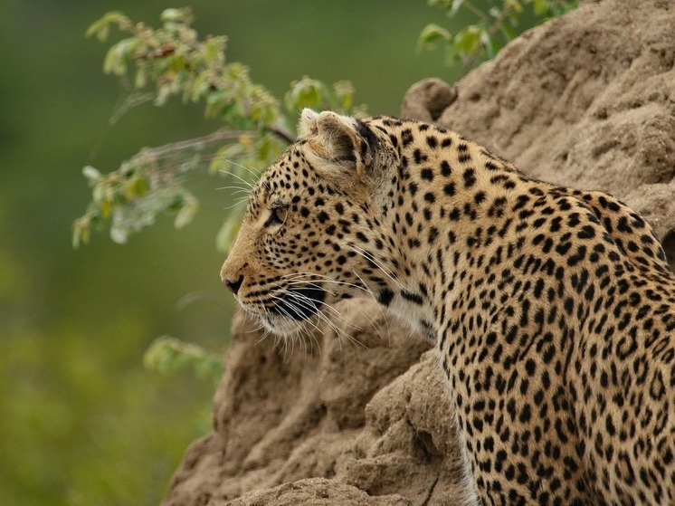 В Индии леопард растерзал спавшую на крыше женщину