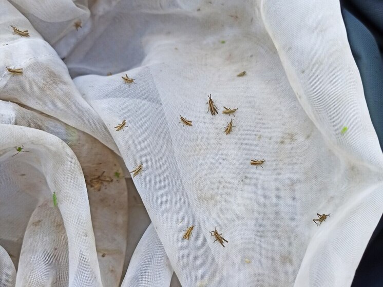 Посевам Хакасии угрожает саранча: на полях массовое отрождение личинок