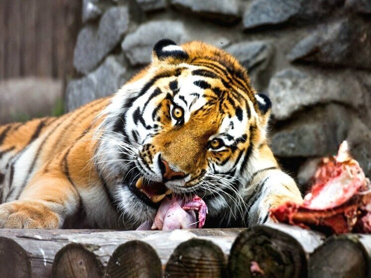 На показательные кормления приглашают хабаровчан в зоосад «Приамурский» в июне