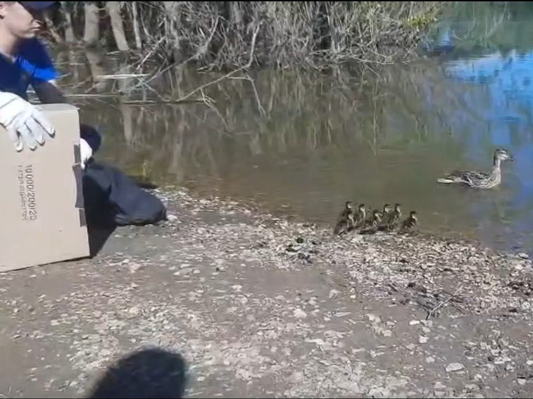 Уфимские спасатели помогли утиной семье