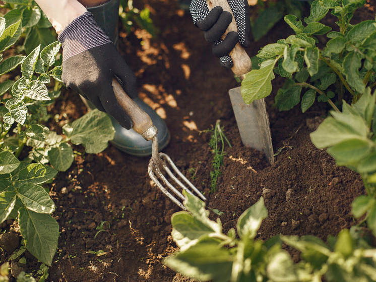 Агроном Воробьев: из-за аномально теплой погоды на огороде можно посеять арбузы и дыню