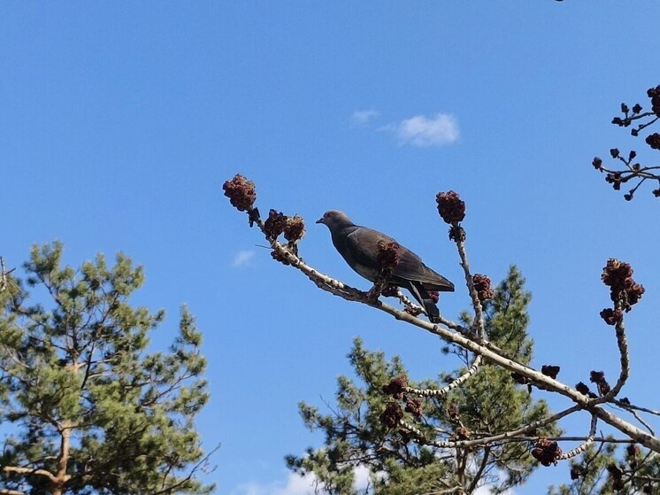 В центре Хабаровска ремонтируют лестницы