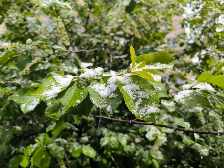 Майские заморозки не отступают: в Томской области сохранится минусовая температура