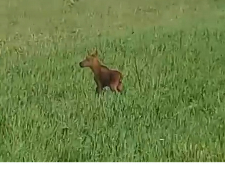 На дороге в Марий Эл люди спасли маленького лосенка