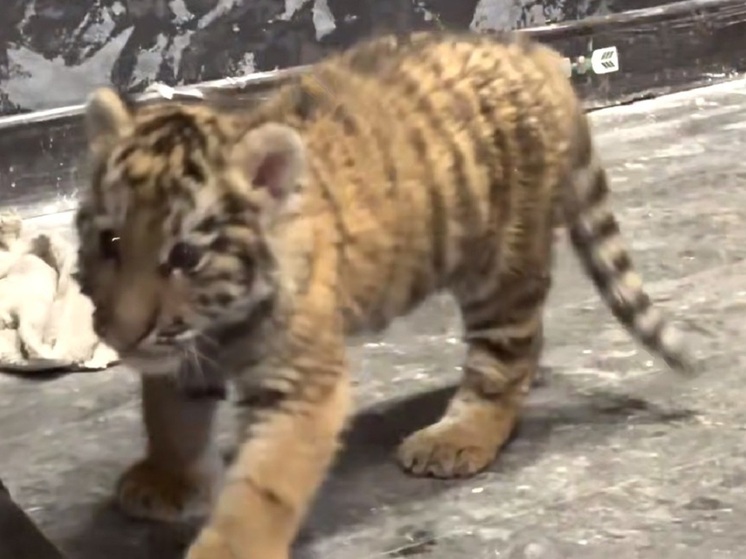 Житель ЛНР купил краснокнижного тигрёнка и попал под статью УК РФ