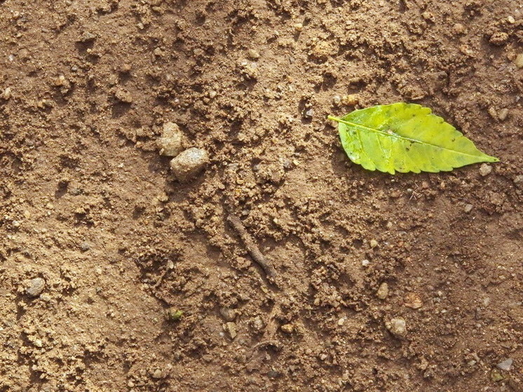 L'uso di fertilizzanti minerali porta all'accumulo di microplastiche nel terreno