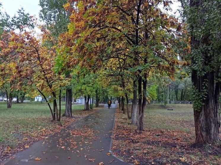 В Энгельсе создадут комиссию по охране зелёных насаждений