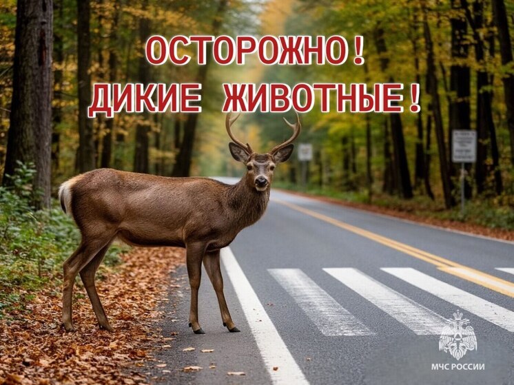 Псковичей предупредили о возможности встретиться с дикими животными на дорогах