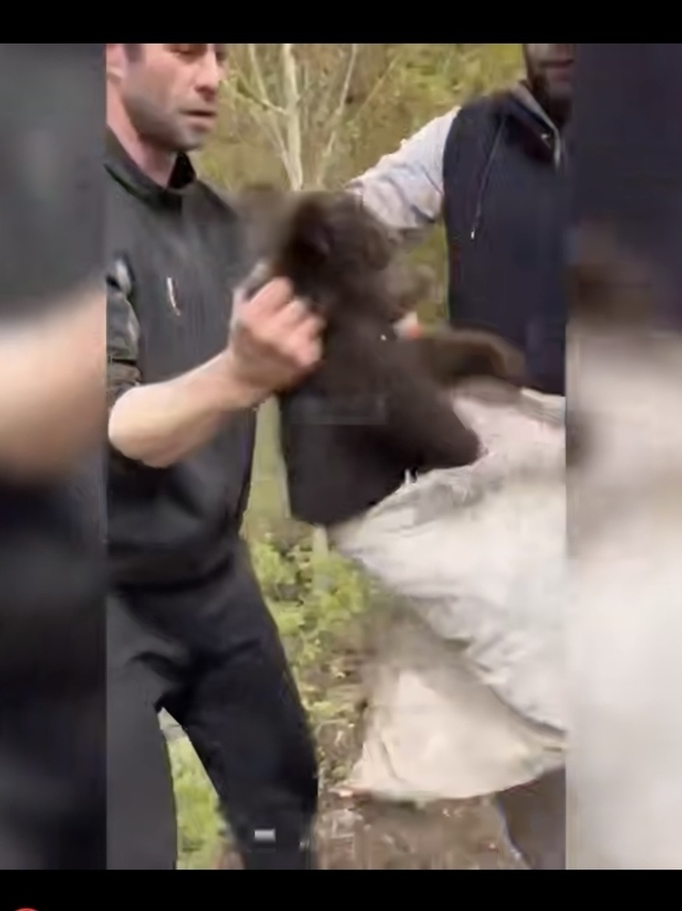 Жестокая поимка медвежонка в Новой Игирме: общественность требует расследования