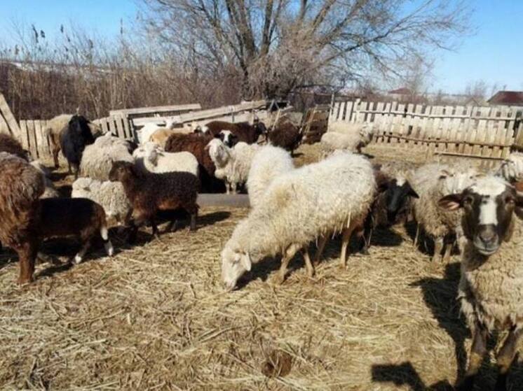 Ущерб 1,5 млн: в Саратове таинственным образом пропали 99 баранов и коз