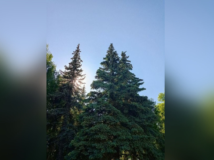 В парке имении Ленина в Уфе начали кронировать деревья