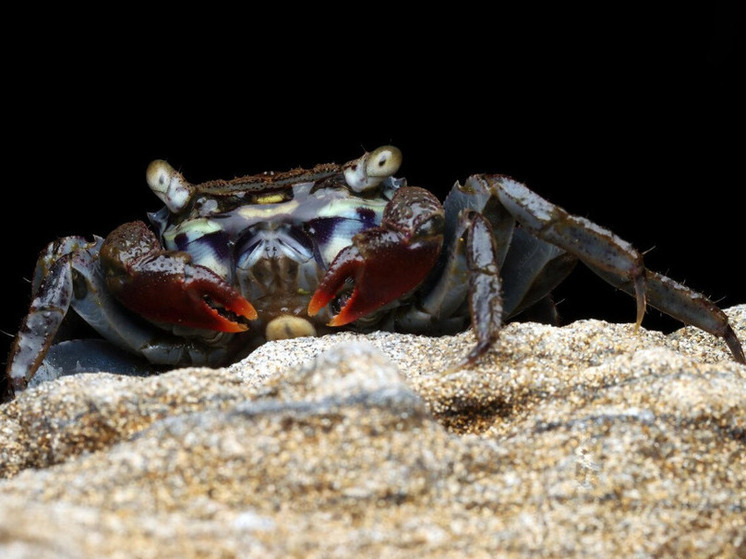 В пещере Индии обнаружили редкого огромного синего краба