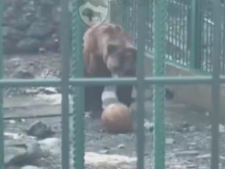 Медведь Винни из Кавказского заповедника в Сочи начал заниматься спортом