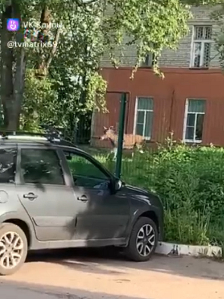 У больницы в Тверской области заметили напуганного лося