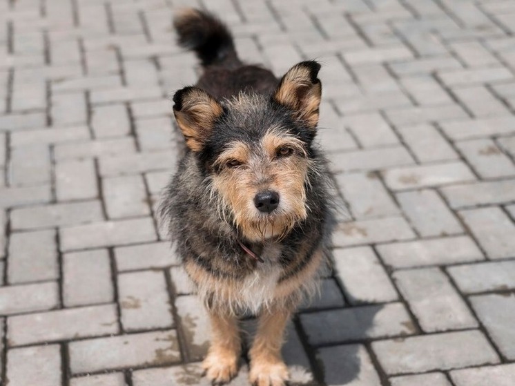 Прокуратура Томска потребовала усилить контроль за бездомными собаками возле вузов