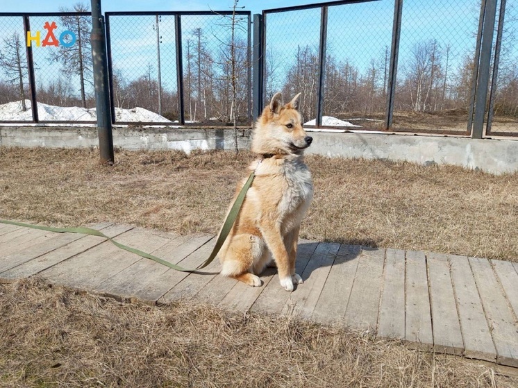 Контроль и надзор в НАО напомнил северянам про обитателей приюта